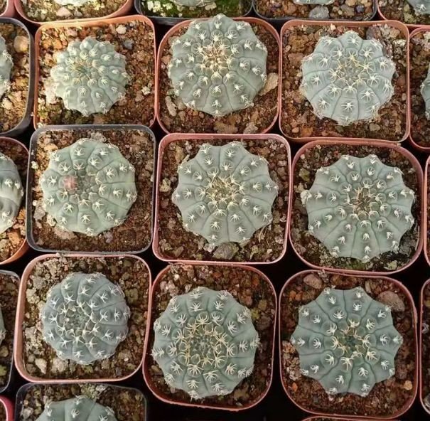 Gymnocalycium Quehlianum factory
