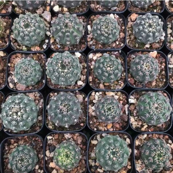 Gymnocalycium Quehlianum suppliers