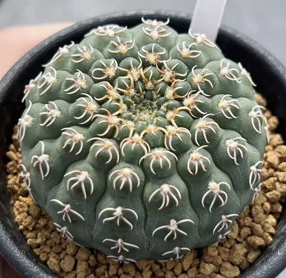 Gymnocalycium Quehlianum