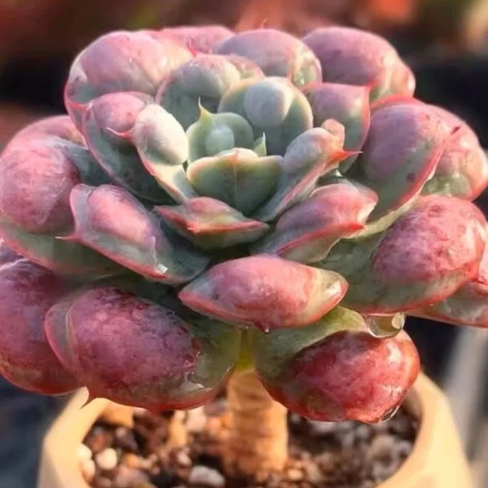 Echeveria Pagoda