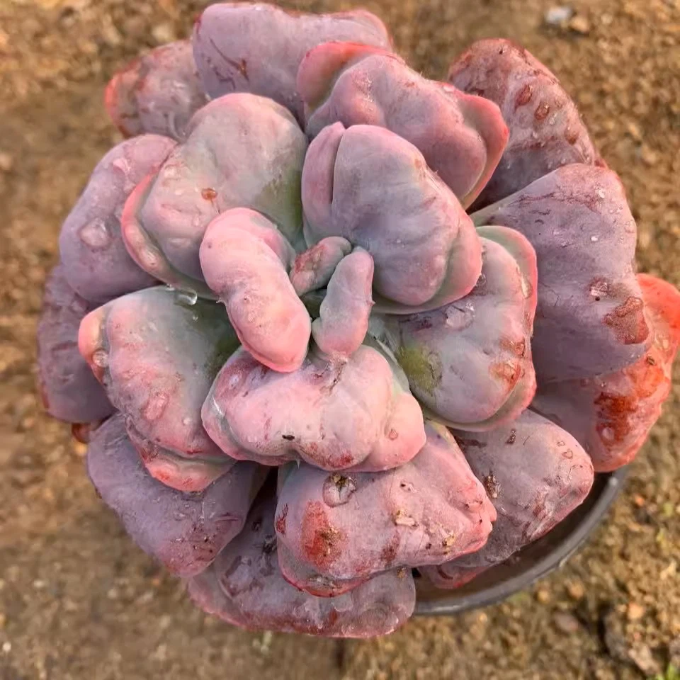 O1CN01POD100203hkL74hIt2215988096794jpgQ75jpg O1CN01POD100203hkL74hIt2215988096794jpgQ75jpg